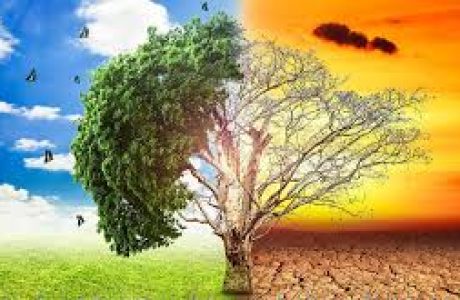 árbol.jpg