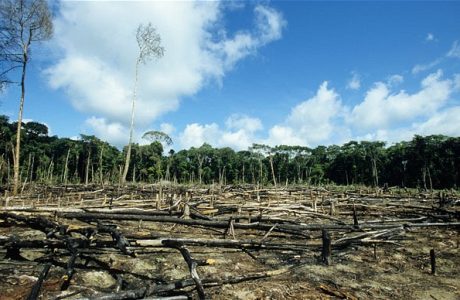 Deforestation_2074483b.jpg
