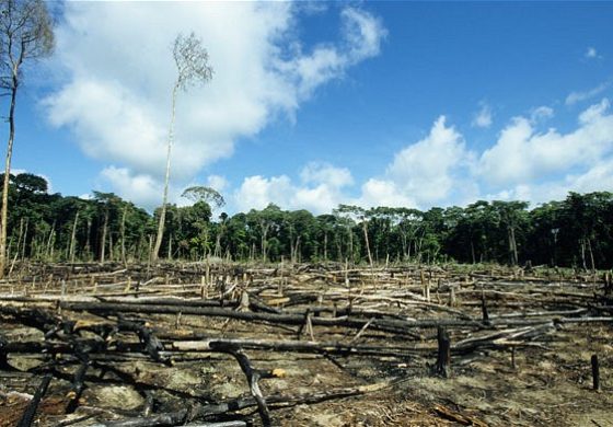 Deforestation_2074483b.jpg