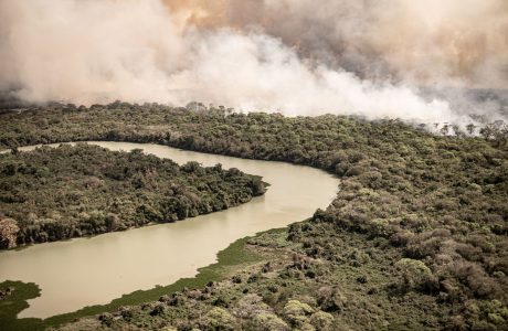 Known for being “Paradise of Waters”,  the Pantanal faces one of its driest periods and the forecast is that the rains will only return in September. Without the flooded plains, the biome that is recognized by UNESCO for its rich fauna and flora becomes a deposit of organic fuel.