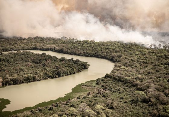 Known for being “Paradise of Waters”,  the Pantanal faces one of its driest periods and the forecast is that the rains will only return in September. Without the flooded plains, the biome that is recognized by UNESCO for its rich fauna and flora becomes a deposit of organic fuel.