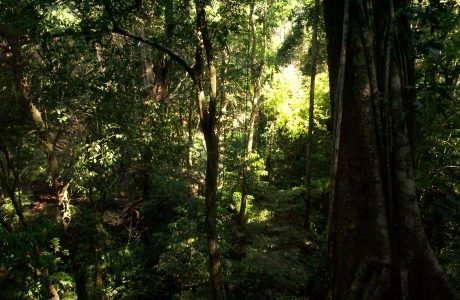 Selva_Lacandona.JPG