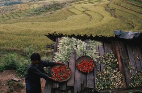 agricultura-en-Butan-4-600x334.jpg