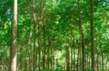 bosque.png