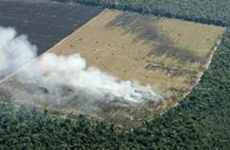 bosques.jpg