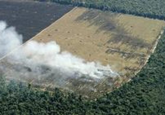 bosques.jpg